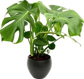 Monstera deliciosa - Gatenplant incl zwarte sierpot - Luchtzuiverende kamperlant  - ↑ 55-65 cm - Incl. pot Ø 19 cm