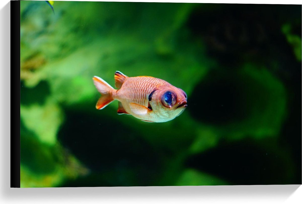 Canvas - Rode Vis in Aquarium - 60x40cm Foto op Canvas Schilderij (Wanddecoratie op Canvas)