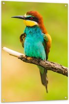 Tuinposter – Blauw/Oranje Vogel  - 80x120cm Foto op Tuinposter  (wanddecoratie voor buiten en binnen)