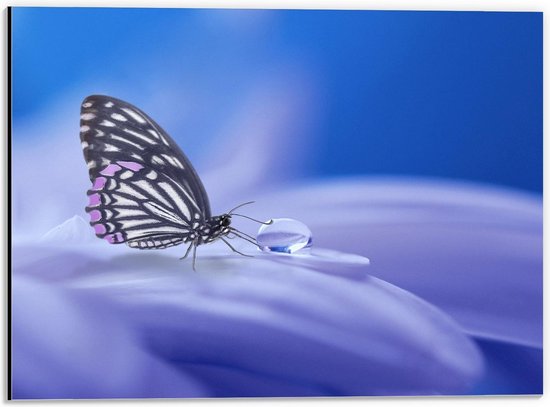 Dibond - Paarse Vlinder op Bloem met Waterdruppel - 40x30cm Foto op Aluminium (Wanddecoratie van metaal)