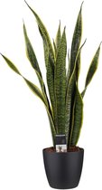 Kamerplant van Botanicly – Vrouwentongen incl. sierpot zwart als set – Hoogte: 60 cm – Sansevieria Laurentii