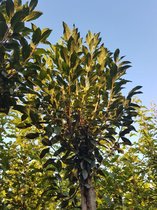 Bolkers - Prunus eminensis Umbraculifera | Omtrek: 8-12 cm | Hoogte: 275 cm