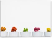 Acrylglas - Kleurrijke Plantjes in Witte Potten - 40x30cm Foto op Acrylglas (Wanddecoratie op Acrylglas)