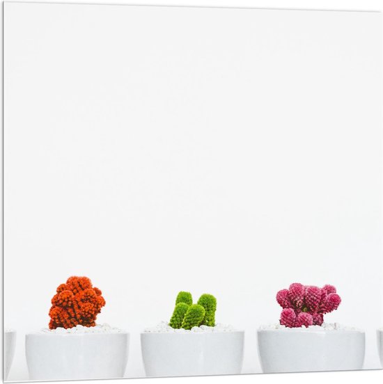 Acrylglas - Kleurrijke Plantjes in Witte Potten - 100x100cm Foto op Acrylglas (Wanddecoratie op Acrylglas)