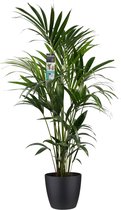 Hellogreen Kamerplant - Decorum Kentia - 120 cm - Elho Brussels zwart