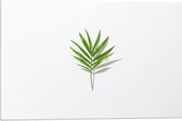 Acrylglas - Groen Blaadje met Witte Achtergrond - 60x40cm Foto op Acrylglas (Wanddecoratie op Acrylglas)