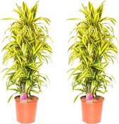 Kamerplanten van Botanicly – 2 × Drakenboom – Hoogte: 120 cm – Dracaena derem. Lemon Lime