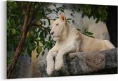 Schilderij - Witte leeuw in de dierentuin — 100x70 cm