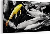 Schilderij - Gold Koi fish — 90x60 cm