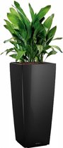 Aspidistra Himalaya in watergevende Cubico Alto zwart | Slagersplant