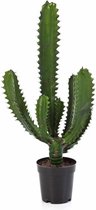 Yucca Elephantipes enkele stam | Palmlelie