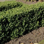 12 x Ilex crenata 'Dark Green'- Japanse Hulst in C1 liter pot met hoogte 20-30cm