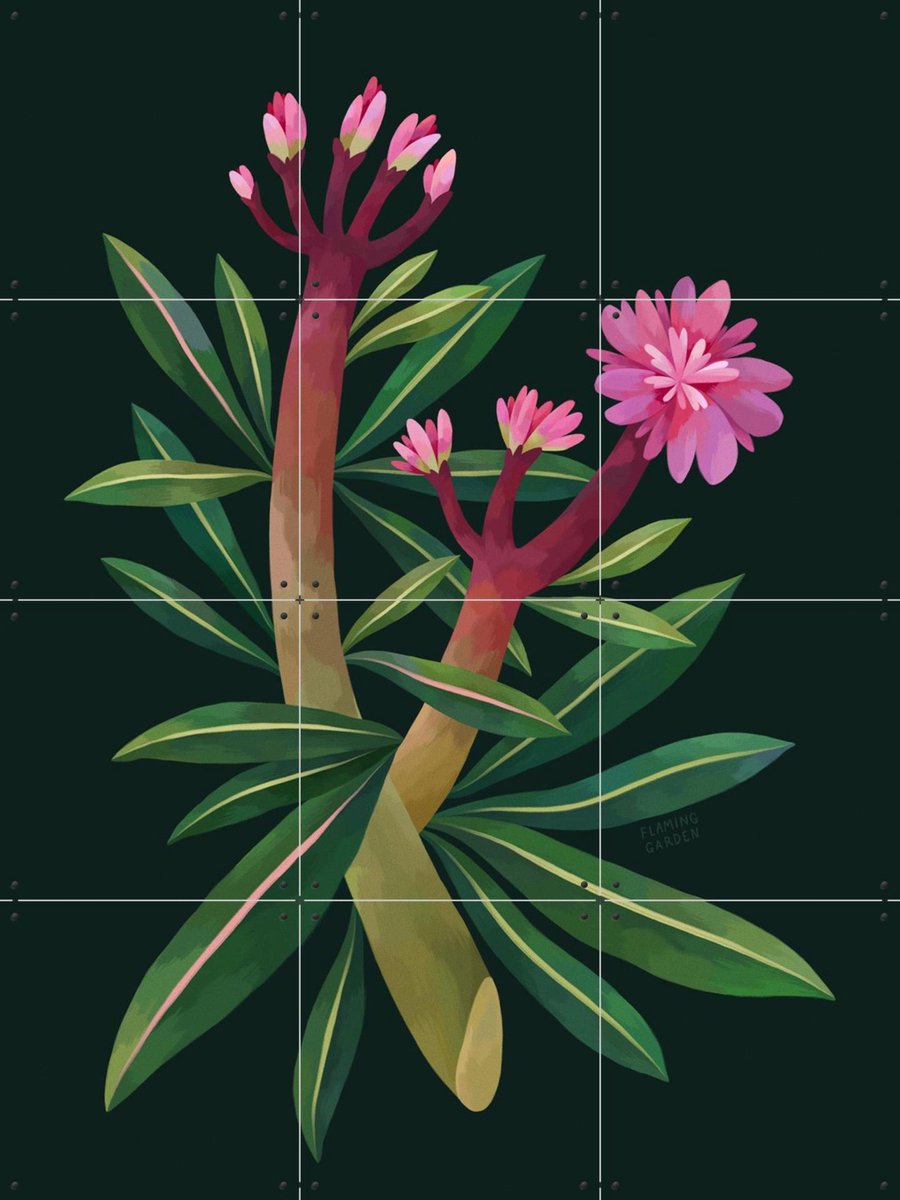 IXXI Oleander, Flaming Garden - 60 x 80 cm - Gratis ophangtool - Grote wanddecoratie en posters - Illustraties, Planten, Botanisch, Bloemen
