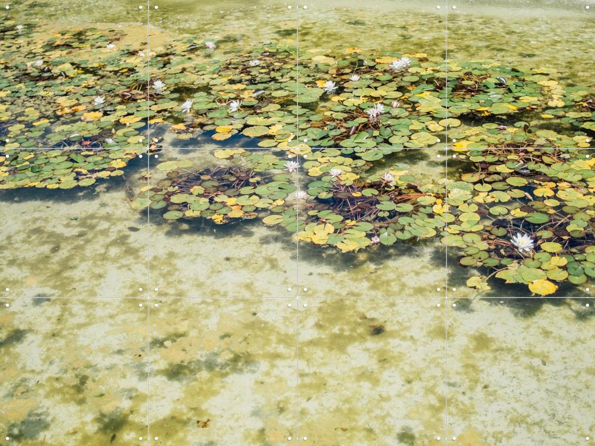 IXXI Green Water Lilies, Pati Photography - 80 x 60 cm - Gratis ophangtool - Grote wanddecoratie en posters - Fotografie, Naturalisme, Eetkamer