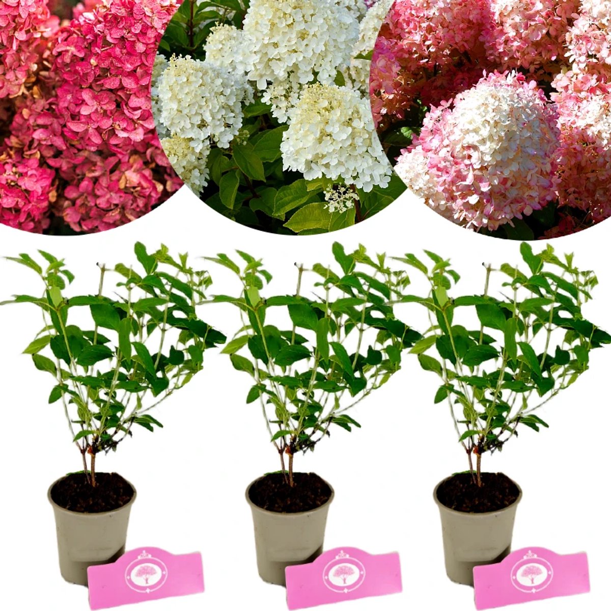 Set van 3 Hortensia's - Hydrangea paniculata 'Bonfire', 'Hercules', 'Sunday Fraise' - Hoogte 25cm - 9cm pot