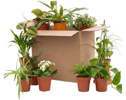 Bloomique - Mix van 12 - Tweede Kans Box - Duurzame Verassings Box - Kamerplanten - Hoogte 20-40 cm - Pot 12 cm