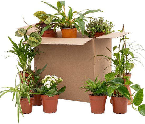 Une boîte en carton remplie de diverses plantes d'intérieur en pot, prête à être expédiée.
