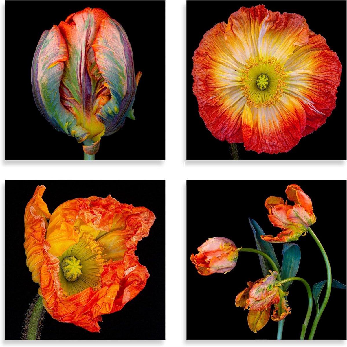Set van 4 Luxueuze Bloemen Wenskaarten met Enveloppen, Binnenkant Blanco