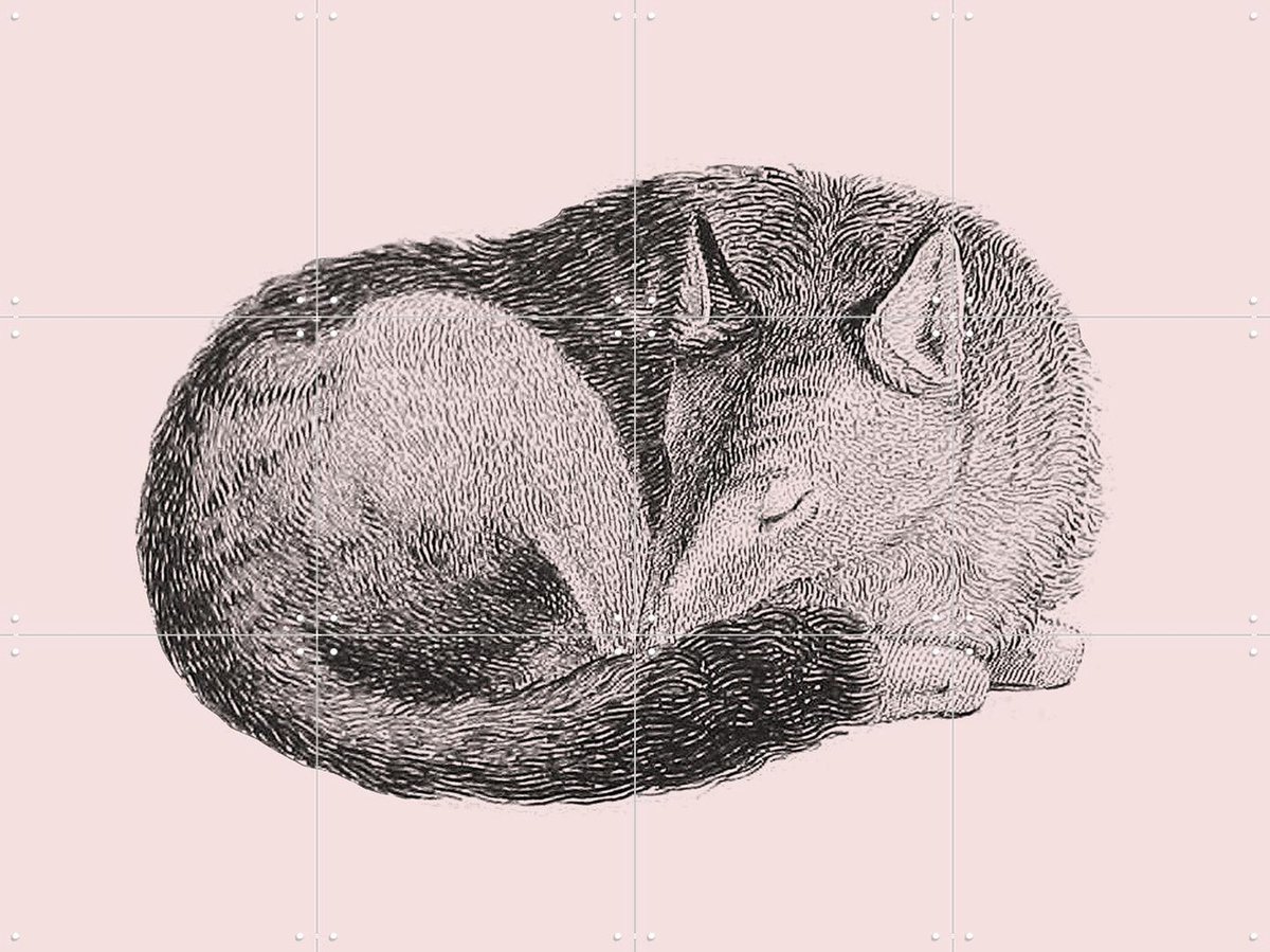 IXXI Sleeping Fox pink, IXXI - 80 x 60 cm - Gratis ophangtool - Grote wanddecoratie en posters - Line art, Illustraties, Houtsnede, Kinderkamer