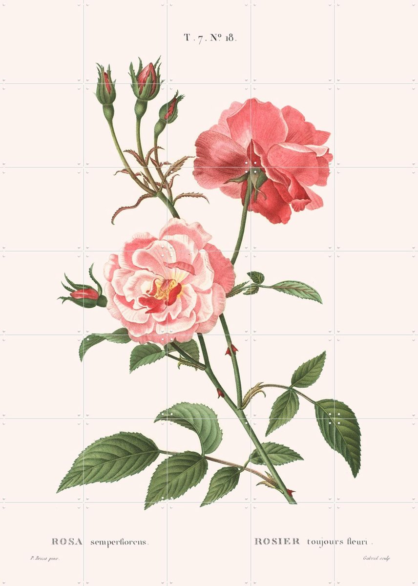 IXXI Rosa Semperflorens, Aster Edition - 100 x 140 cm - Gratis ophangtool - Grote wanddecoratie en posters - Illustraties, Vintage, Naturalisme