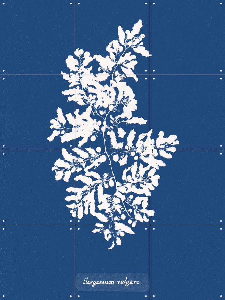 IXXI Sargassum Vulgare - Fern, Aster Edition - 60 x 80 cm - Gratis ophangtool - Grote wanddecoratie en posters - Grafisch Ontwerp, Illustraties