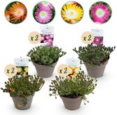 Green boutiQ - Bodembedekker - Winterhard - Delosperma Jewel of Dessert - 8 Planten - Kleuren Rood - Oranje - Paars - Roze - Weinig Onderhoud - Pot 14cm Hoogte 17cm