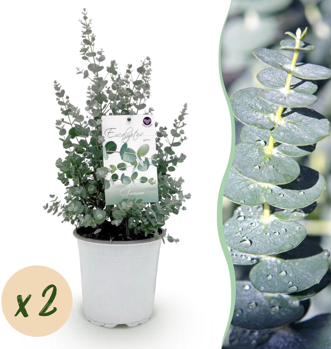 Green BoutiQ - Terrasplant - Eucalyptus Boom - Eucalyptus Gunni - Grijs - 2 Planten - Winterhard - Pot 17cm Hoogte 40cm