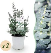 Green boutiQ - Terrasplant - Eucalyptus boom - Eucalyptus gunni - Grijs - 2 Planten - Winterhard - Pot 17cm Hoogte 40cm
