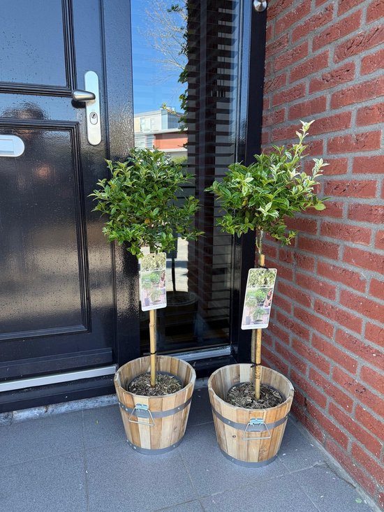 Twee Euonymus fortunei Harlequin planten op stam in houten potten.