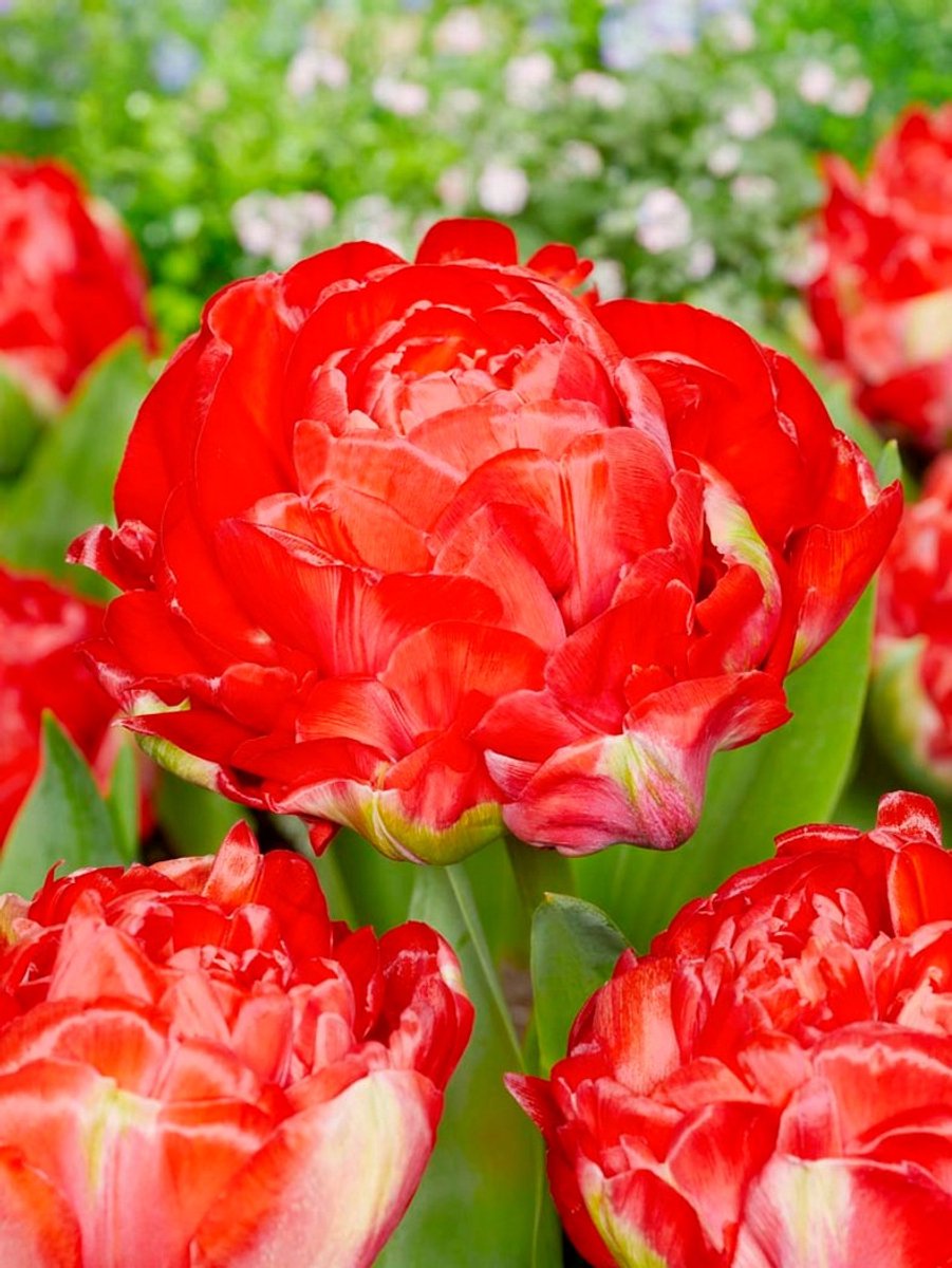 15x Tulpen 'Bombastic red' - BULBi® Bloembollen met bloeigarantie