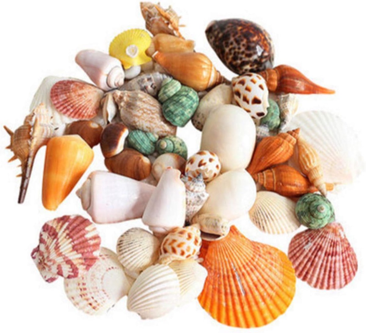 Zeeschelpen Decoratie - Natuurlijke Schelpen - Woondecoratie - 90 Stuks Mix - Diverse Maten - Kleurrijk