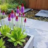 Bloomique - Set van 3 - Primula Vialii - Orchideeprimula - Rijkbloeiend - Winterhard - Vaste plant - 10-20 cm hoog - Pot 9 cm