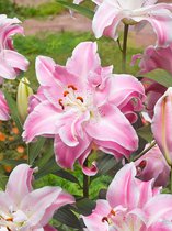15x Lelie 'Sweet rosy' - BULBi® Bloembollen met bloeigarantie