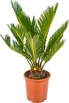 Cycas Revoluta – Vredespalm – Palm – Onderhoudsvriendelijk -  ⌀12 cm - 30-40 cm