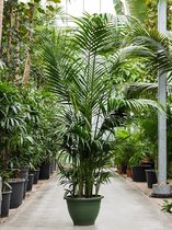 Kentiapalm Howea Forsteriana palm M 260 cm kamerplant