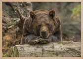 Poster Met Eiken Lijst - Grizzlybeer Poster