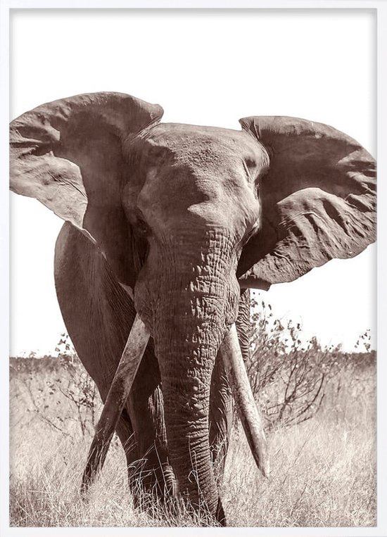 Poster Met Witte Lijst - Afrikaanse Bush Olifant Poster