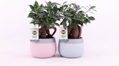 Bonsai van Botanicly – 2 × Chinese Vijg – Hoogte: 30 cm – Ficus microcarpa
