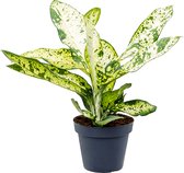 Dieffenbachia Banana |