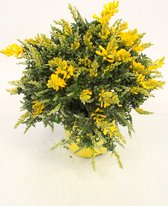 Bloem van Botanicly – Gewone Brem – Hoogte: 30 cm – Cytisus racemosus