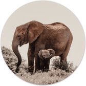 Muurcirkel baby olifant Ø 100 cm / Dibond - Aanbevolen