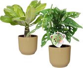 Combi Monstera ‘Monkey Leaf’ en Brighamia 'Hawaii Palm’ in ELHO Vibes Fold Round (botergeel) ↨ 35cm - 2 stuks - hoge kwaliteit planten