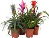 Breasy Bromelia Royal mix Hope, Antonio, Shannon, Ananasplant | 4 stuks | Ø 13cm |  35-53 cm