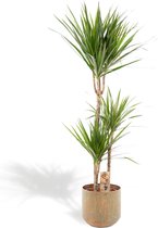XXL Dracaena Marginata met metalen pot groen - Drakenbloedboom - 120 cm hoog, ø21cm - Grote Kamerplant - Tropische palm - Luchtzuiverend - Vers van de kwekerij