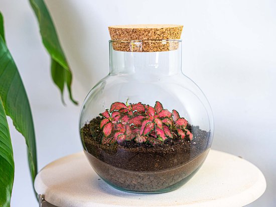 Relaxdays planten terrarium, glas & koper, 15x15x10 cm, mini kweekkas, voor cactus & mos, vensterbank, binnen, zwart Relaxdays planten terrarium, glas & koper, 15x15x10 cm, mini kweekkas, voor cactus & mos, vensterbank, binnen, zwart