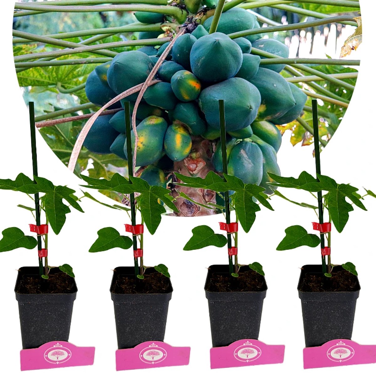 Set van 4 Papaya - Carica Papaya - Hoogte 25cm - 9cm pot