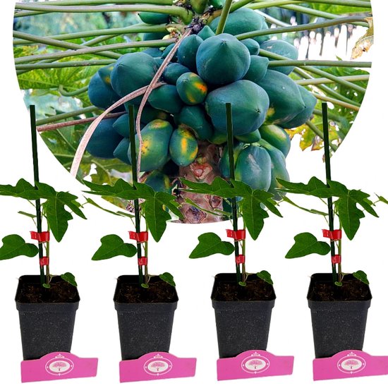 Set van 4 jonge papaya planten, elk met groene bladeren en een steunpaal, in zwarte potten met roze labels. Op de achtergrond een tros groene papaya's.