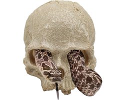 Reptielen Aquarium Hagedis Decoratie Skelet Dode Kop Hol