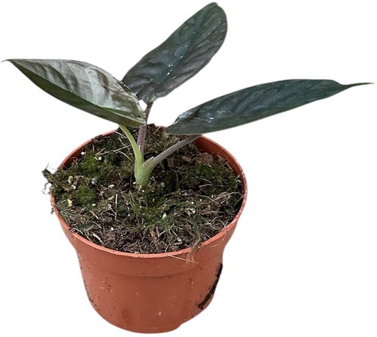 Alocasia Black Magic Kamerplant Potmaat Ø10,5 cm |Vers Van De Kweker