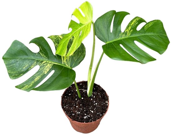 Monstera Deliciosa Aurea Kamerplant Potmaat Ø17 cm |Vers Van De Kweker
